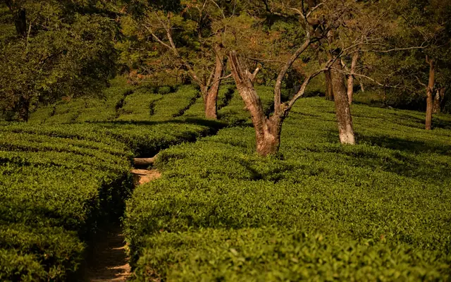 Tea gardens in the Kangra valley near Dharamshala, Himachal Pradesh
