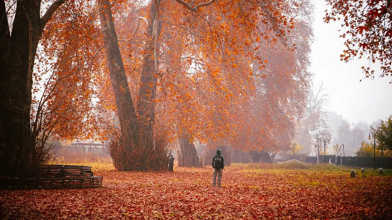 Chinar trees in full autumn colour above a deep carpet of fallen leaves in Kashmir