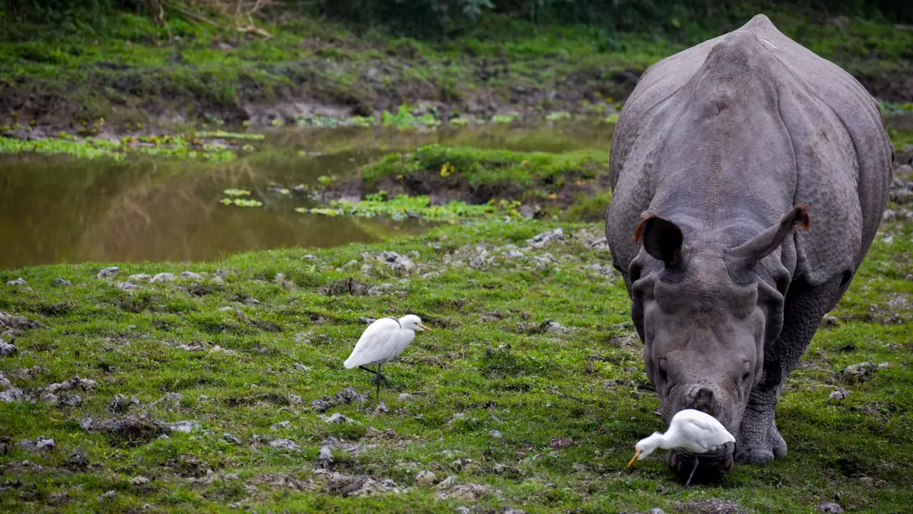 A greater one-horned rhinoceros grazing beside a pool with white egrets in Kaziranga National Park, Assam
