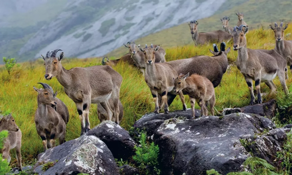 Affordable Kerala vacation